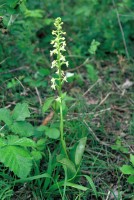 Platanthera bifolia