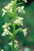 Platanthera bifolia