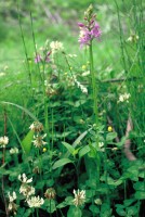 Dactylorhiza urvilleana