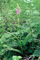 Dactylorhiza urvilleana