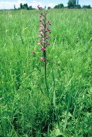 Anacamptis palustris subsp. dielsiana