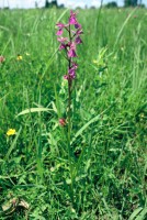 Anacamptis palustris subsp. dielsiana