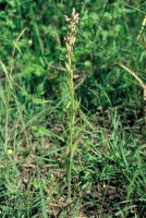 Anacamptis coriophora