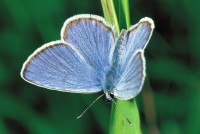 Lycaeides argyrognomon