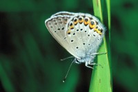 Lycaeides argyrognomon