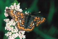 Euphydryas maturna