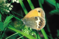 Coenonympha arcania