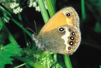 Coenonympha arcania