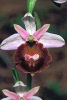 Ophrys lucis