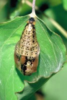 Limenitis populi