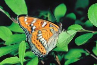 Limenitis populi