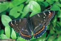 Limenitis populi