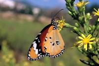 Danaus chrysippus