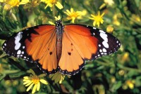 Danaus chrysippus