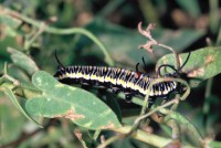 Danaus chrysippus