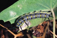 Danaus chrysippus