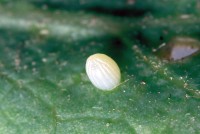 Danaus chrysippus