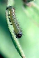 Danaus chrysippus