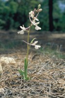 Orchis anatolica