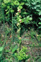 Ophrys levantina