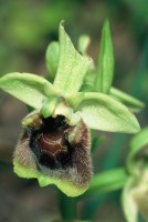 Ophrys levantina