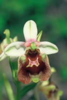 Ophrys levantina