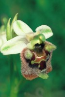 Ophrys levantina