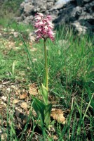 Orchis simia