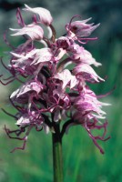 Orchis simia