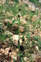 Ophrys bornmuelleri