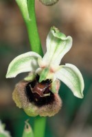 Ophrys bornmuelleri