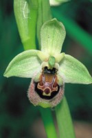 Ophrys bornmuelleri