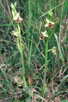 Ophrys bornmuelleri