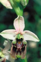 Ophrys bornmuelleri