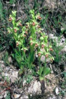 Ophrys umbilicata