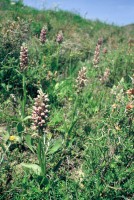 Anacamptis coriophora subsp. fragrans