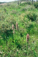 Anacamptis coriophora subsp. fragrans