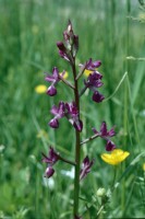 Anacamptis laxiflora subsp. dinsmorei