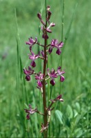 Anacamptis laxiflora subsp. dinsmorei