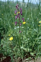 Anacamptis laxiflora subsp. dinsmorei