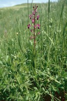 Anacamptis laxiflora subsp. dinsmorei