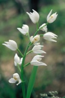 Cephalanthera longifolia