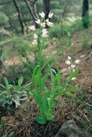 Cephalanthera longifolia