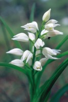 Cephalanthera longifolia