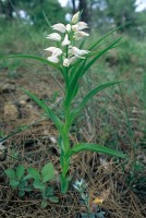 Cephalanthera longifolia