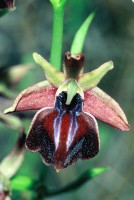 Ophrys mammosa subsp. posteria