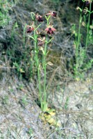 Ophrys mammosa subsp. posteria