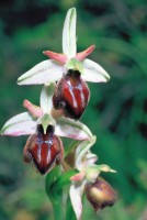 Ophrys hittitica