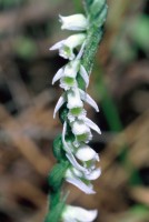 Spiranthes spiralis