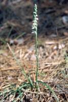 Spiranthes spiralis